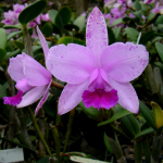 Cattleya intermedia